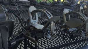 Coyote Traps 181003 160132