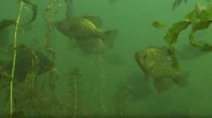 Crappies in cabbage weeds