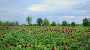 Crimson Clover4 copy 2 181003 162029