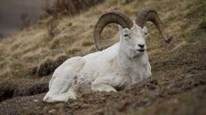 Dall sheep in denali