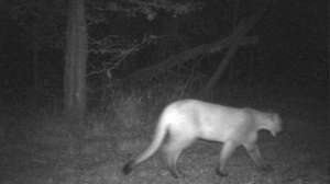 Danny Holden Mountain Lion