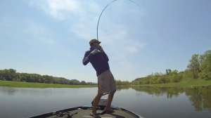 De Foe bass tip frogs