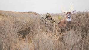Decoying whitetail open country