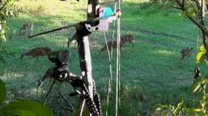 Deer Bow Field 181003 160332