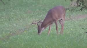 Deer buck eating grass 181004 085939