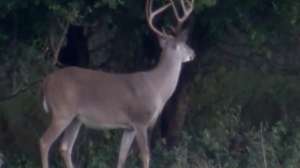 Deer buck profile 181003 155628