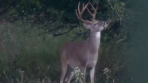 Deer buck tree eating 181003 154649