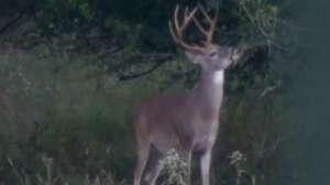 Deer buck tree eating 181003 154653