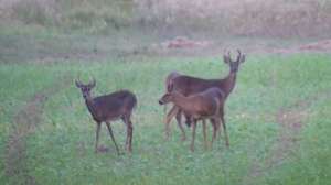Deer field 3 181003 154621