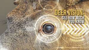 Deer vision