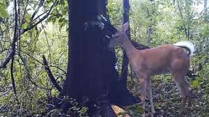 Deer Fart Liveleak 181010 155039