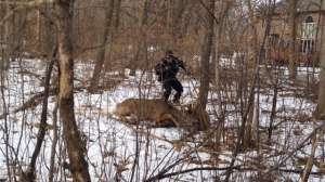 Deer Freed By Taser Courtesy South Lake M Innesota PD