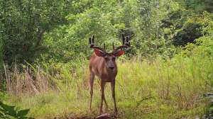 Deer Velvet GVMG2 181004 090215