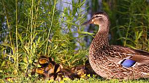 Delta i Stock 184147936