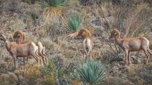 Desert bighorns