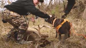 Doe jumps the string