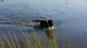 Dog Duck640 181003 162152