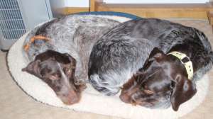 Dogs On Break1 181004 084620