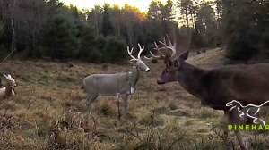 Doloma Decoy beauty 2