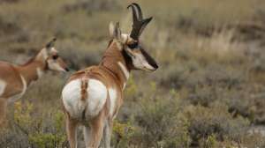 Dropped Call Buck 1 cropped