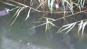 Duck Pike Fight 181010 154912