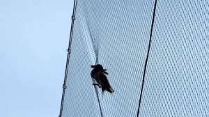 Duck Stuck In Net Credit David Supensky 181003 155621