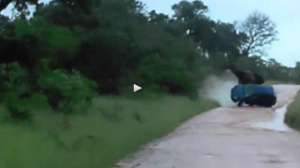 Elephant Rolls Car 181010 154751