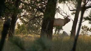 Elk Bugling