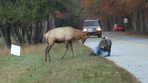 Elk Cameraman 181010 154912