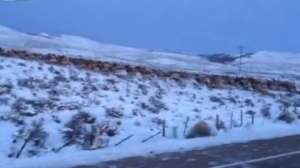 Elk Wyoming Road 181010 154827