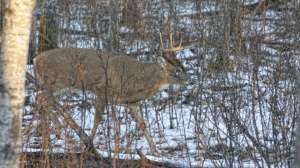 Erratic Rut Whitetail buck copyright Mark Kayser 181203 143135