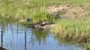 FLA Gator Hunt700 181010 154832
