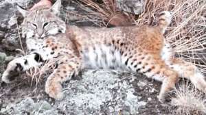FTR AZ BOBCAT IMG 20141218 133558 181003 162059