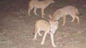 FTR Coyotes Corn 6401 181003 162049