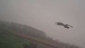 Falcon Crow 181010 154957