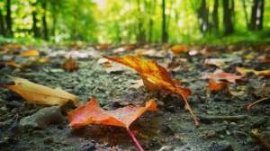 Fall leaves on the ground