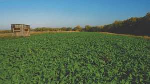 Fantastic Food Plots beauty