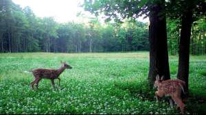 Fawns on food plot