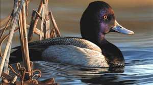 Federal Duck Stamp 2021 lesser scaup Richard Clifton artist