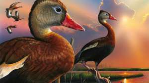 Federal Waterfowl Stamp 2020 2021 painted by Eddie Lee Roy