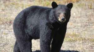 Fenson black bear