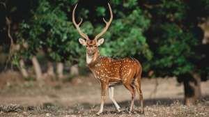 Fera Dyne photo contest lead