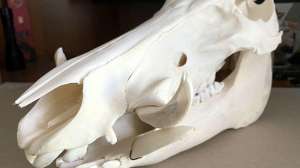 Feral hog tusks cutters whetters Euro mount photo Alan Clemons