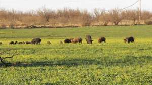 Feral hogs in texas 1 photo by clemons