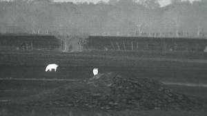 Feral hogs night vision predator hunting