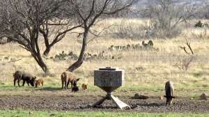 Feral pigs around feeder Texas Photo by Alan Clemons