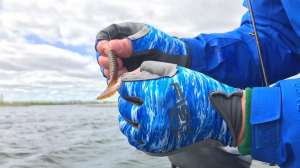Fish Monkey gloves review