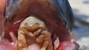 Fish Tongue Parasite 181010 154800