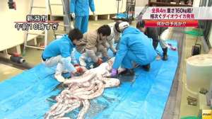 Fishing Giant Squid 181010 154802