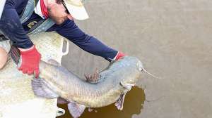 Flathead catfish release Arkansas Game and Fish Commission photo